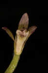 Adam and Eve orchid <BR>Puttyroot